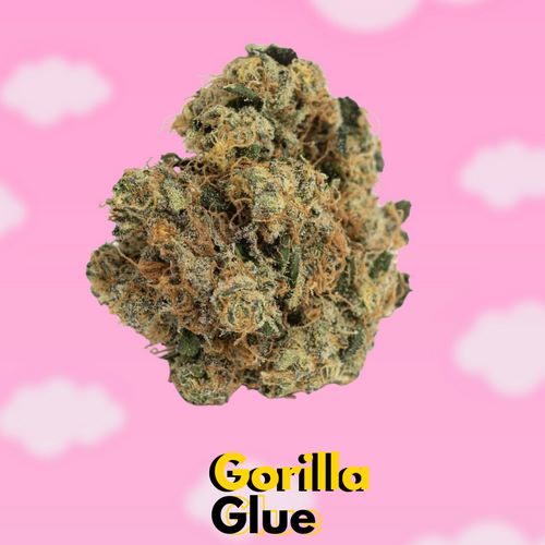 Flor de CBD Hangoover CBD Delivery Malaga Gorila Glue